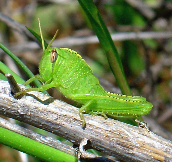 Ortottero: Che specie ? Pamphagus sardeus